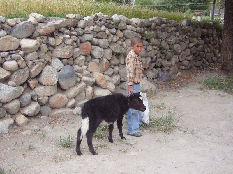 A passing boy and his heifer.
